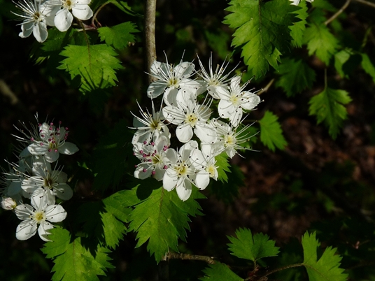 {Crataegus marshallii}